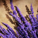 Perfume Masculino Dolce & Gabbana Devotion Pour Homme Parfum 50ml