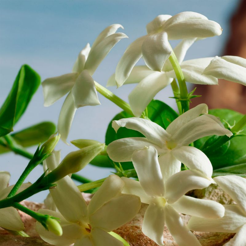 Perfume Feminino Dolce & Gabbana Q Parfum 100ml