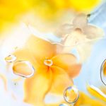 Perfume Feminino Lancôme Ô Zénith Eau de Toilette 100ml